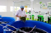 Company brings Vietnamese sea grapes to the world